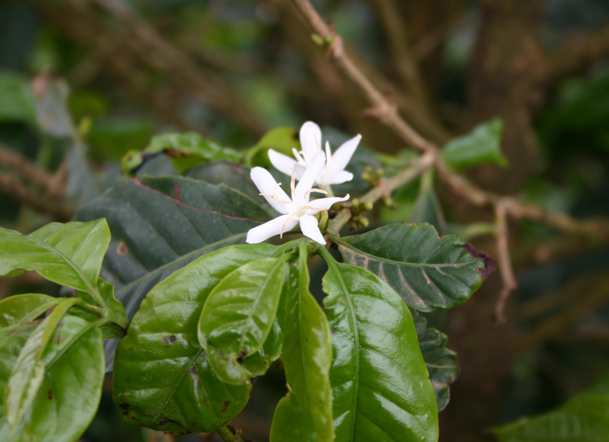 Fiore di caffè Arabica